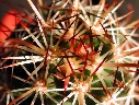 Mammillaria capensis (1).jpg
